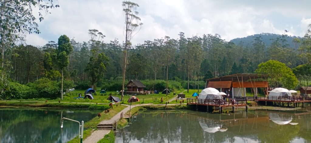 Area camping Pinus